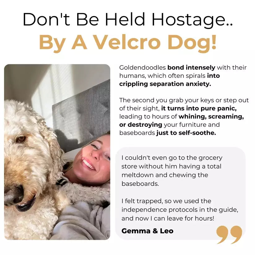 The Complete GoldenDoodle Guide