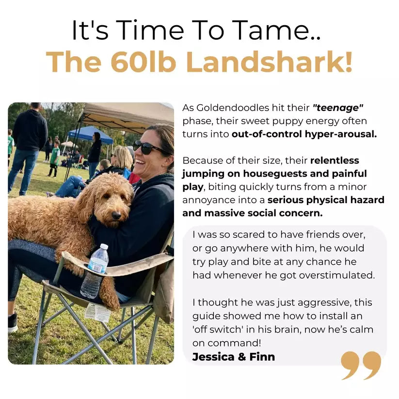 The Complete GoldenDoodle Guide