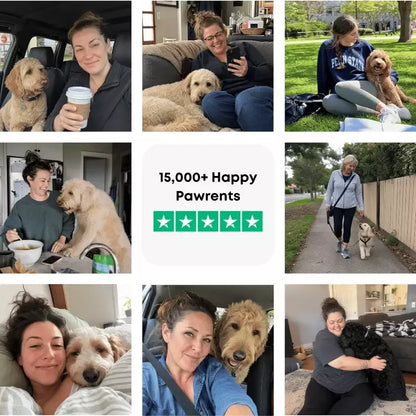 The Complete GoldenDoodle Guide