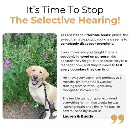 The Complete Labrador Guide